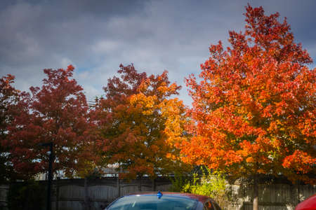 Bright orange coloured trees along a wooden fence during the fall seasonの写真素材