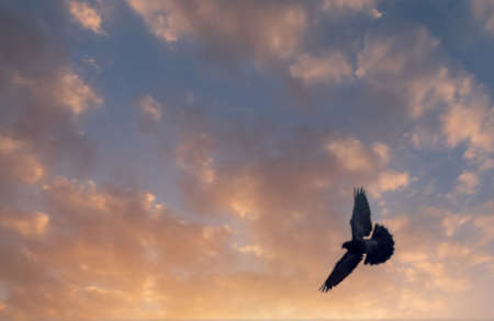 Silhouette of bird flying on a background of sky and clouds bathed in golden light