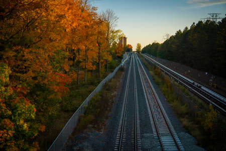 Railway tracks between trees during the fall season