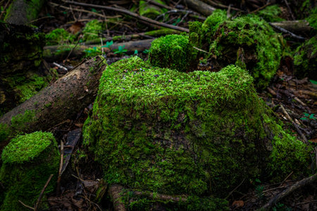 Tree stump covered with green mossの写真素材