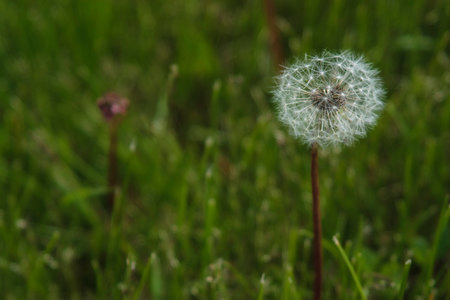 Single white fluffy dandelion flower in a garden
