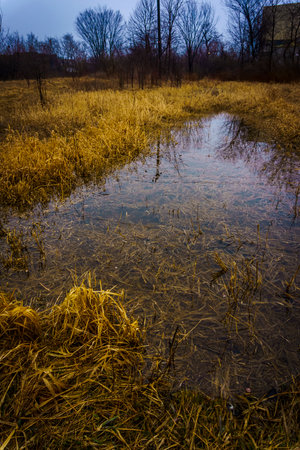 Withered grassy marshland with stagnant water