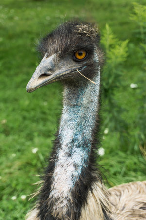 Shot of an emu in a zoo in Canada. Emus are flightless birds from the group called ratites.の写真素材