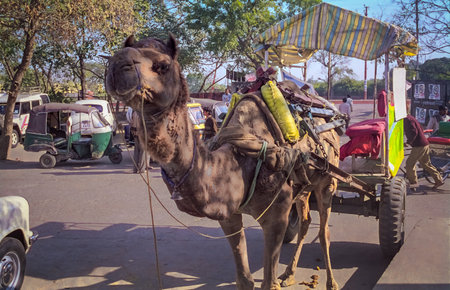 Camel carriage waiting in a parking area in Agra, Indiaのeditorial素材