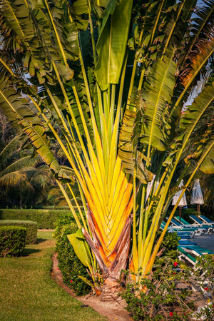 Tropical plant Ravanela madagascariensis, commonly known as the travellers plantの写真素材