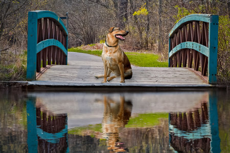 Brown german shepherd on a bridge and its reflection from a creekの写真素材