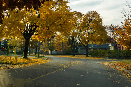fallen leaves on residential street. High quality photoの写真素材