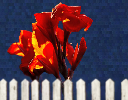 View of a vibrant red canna flower on a blue background, over a white wooden fenceの写真素材