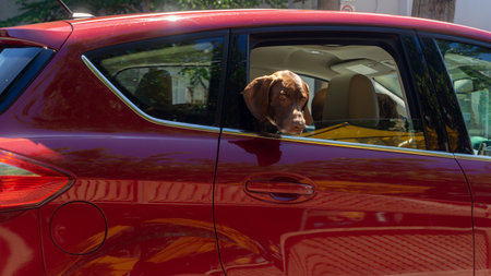 Cute and curious brown dog looking out the rear window of a moving red carの写真素材