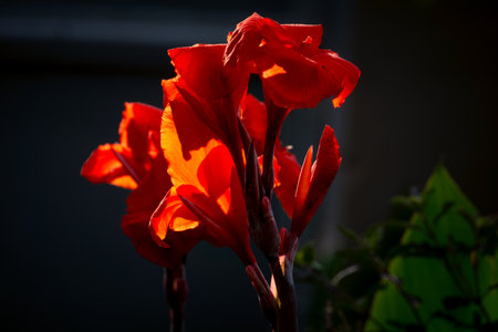 The Canna Indica Flower of the cannaceae familyの写真素材