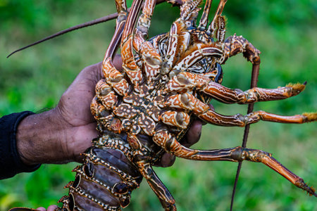 Close view of a bog rock lobster in the hand of a male fishermanの写真素材
