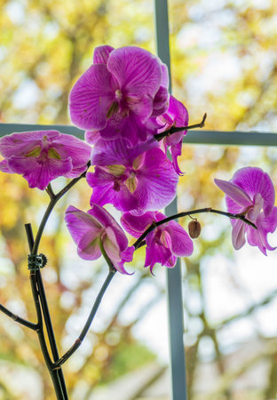 Beautiful orchids inside home backlit by light through windowの写真素材