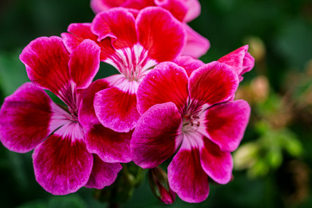 Close view of pink and red flowersの写真素材