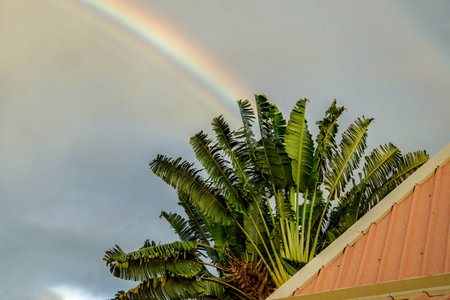 Rainbow over tropical roof and palm treeの写真素材