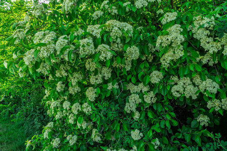 Lush green shrub with white blossoms in a nature parkの写真素材