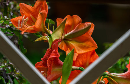 Close-up view of garden flowers through wooden fenceの写真素材