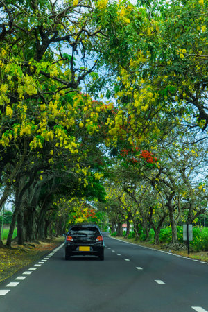 Scenic road drive in the countryside on a clean asphalted road through green tree canopyの写真素材