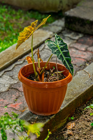 Tropical plant in a red plastic pot on on stone stepsの写真素材