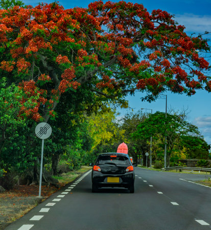 Scenic drive beneath a vibrant flowering Flamboyant treeの写真素材