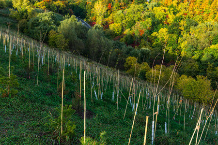 Hillside field with lush forest backdropの写真素材