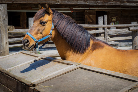 Brown Horse in Stable with Blue Halterの写真素材