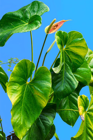 Tropical green anthurium leaves against clear blue skyの写真素材