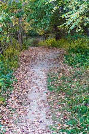 Woodland path in early autumnの写真素材