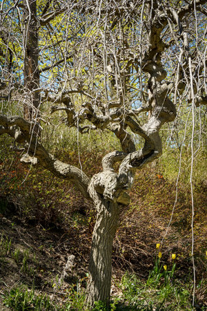 Twisted Tree Trunk in Woodland Lightの写真素材