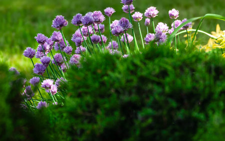 Purple Chive blossoms in lush gardenの写真素材