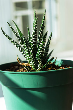 Zebra Haworthia succulent in green pot by windowの写真素材