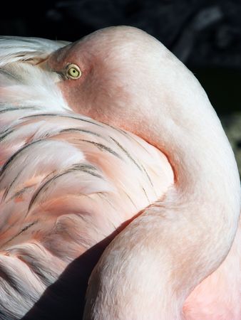 The shy flamingo hiding in his own feathers in Nassau town botanical garden, The Bahamas.の写真素材