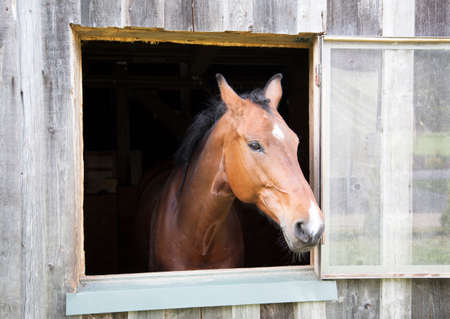 The curious horse looking through the stableの写真素材