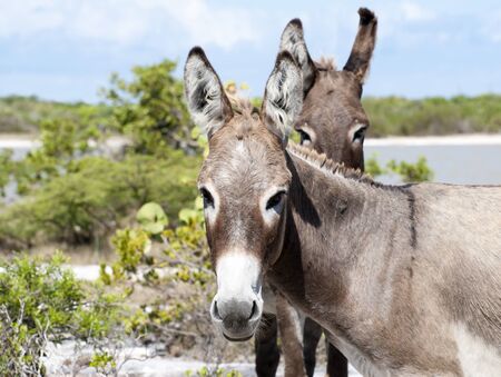 Close view of donkeys on Grand Turk island  Turks   Caicos  