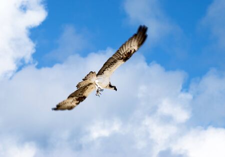 The eagle in action, falling down from the sky 