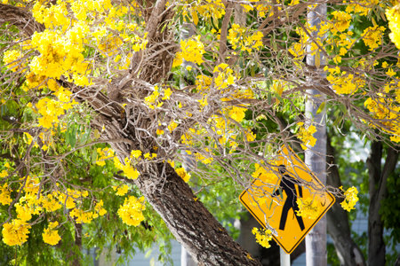 Bright yellow blossom with a yellow traffic sign in a background  Key West, Florida  の写真素材