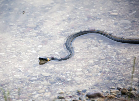 Close view of the grass snake swimming in a lake (Lithuania).の写真素材