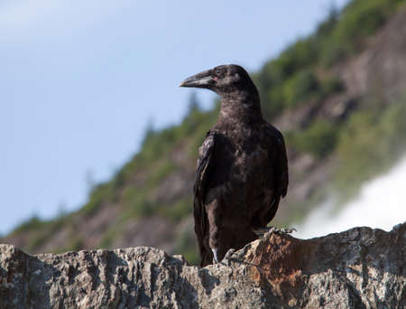 The close view of a crow in Mendenhall Glacier park (Juneau, Alaska).
