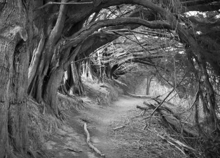 The mystic looking path Hollow Alley outside Akaroa resort town (New Zealand).の写真素材
