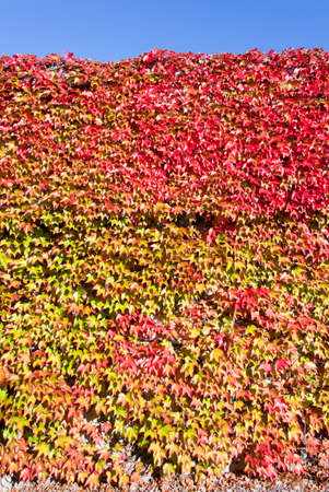 The wall fully overgrown by leaves painted in early Autumn colors (Seattle, Washington).の写真素材
