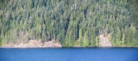 The panoramic view of forest coastline in British Columbia (Canada).の写真素材