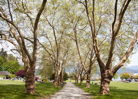 The alley of tall trees in Stanley park (Vancouver, British Columbia).の写真素材