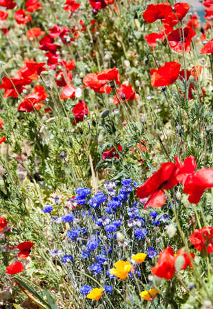 Poppies and other bright color flowers in Vancouver city garden (British Columbia).の写真素材