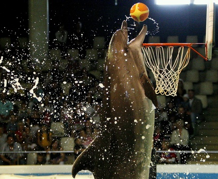 dolphin
