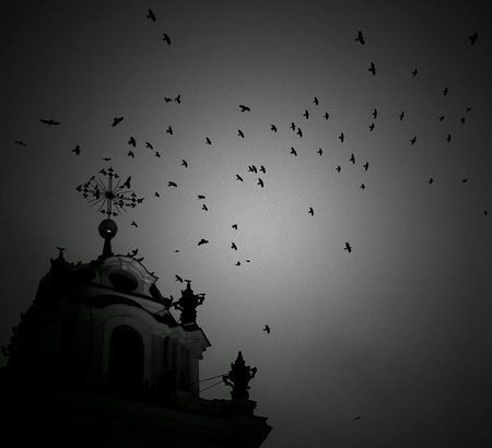 crows in the skyの素材