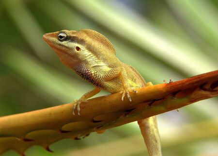 The small lizard on a leaf on St.Thomas island, U.S. Virgin Islands.