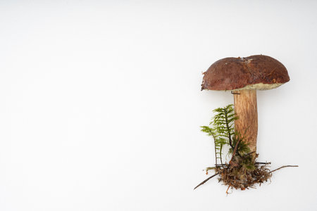 Boletus edulis or penny bun mushroom on white background