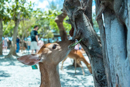 A deer is having its lunch.の写真素材