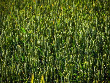 green field, summerの写真素材