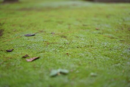 MOSS garden