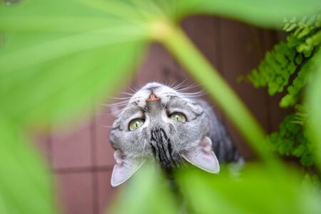 A cat peeking into the sky through the gap of a plantの写真素材